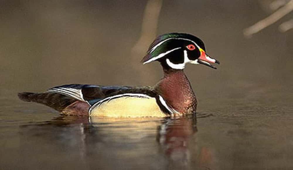 South Carolina Youth Federal Waterfowl Days Set for Feb. 23 OutdoorHub