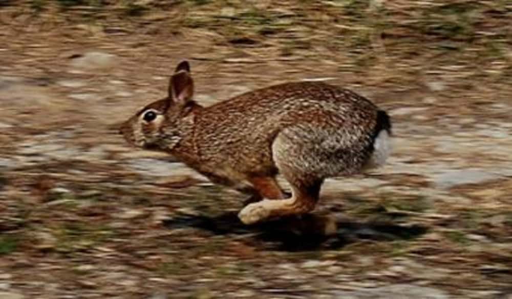 Kentucky DFWR Seeking Public Input on Proposal to Lengthen Rabbit