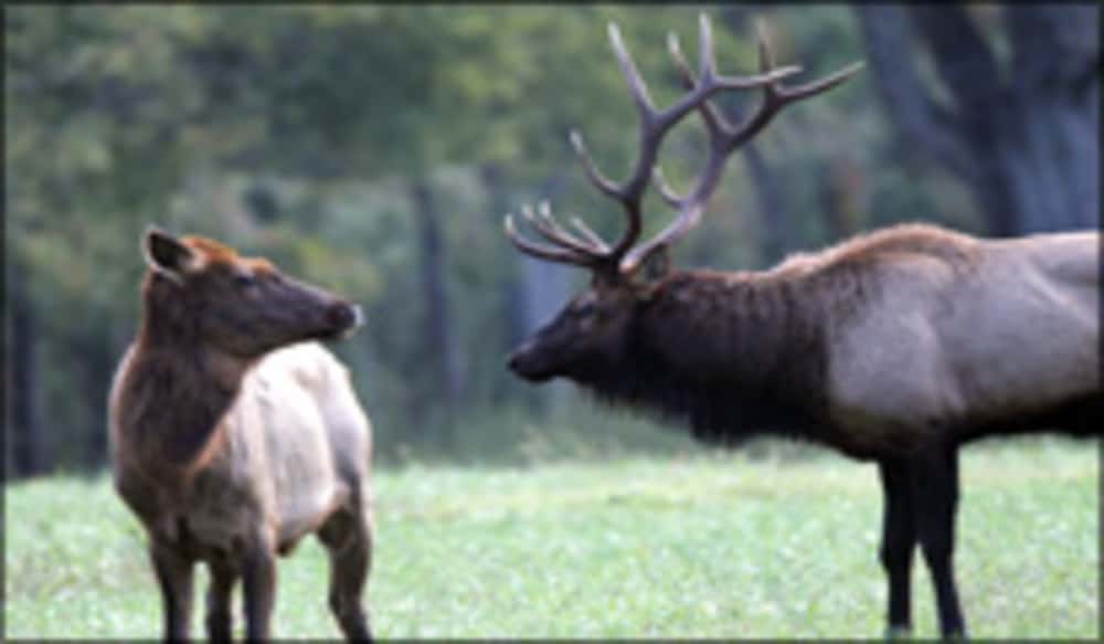 Arkansas Elk Harvest Reaches Record; Herd Growing OutdoorHub