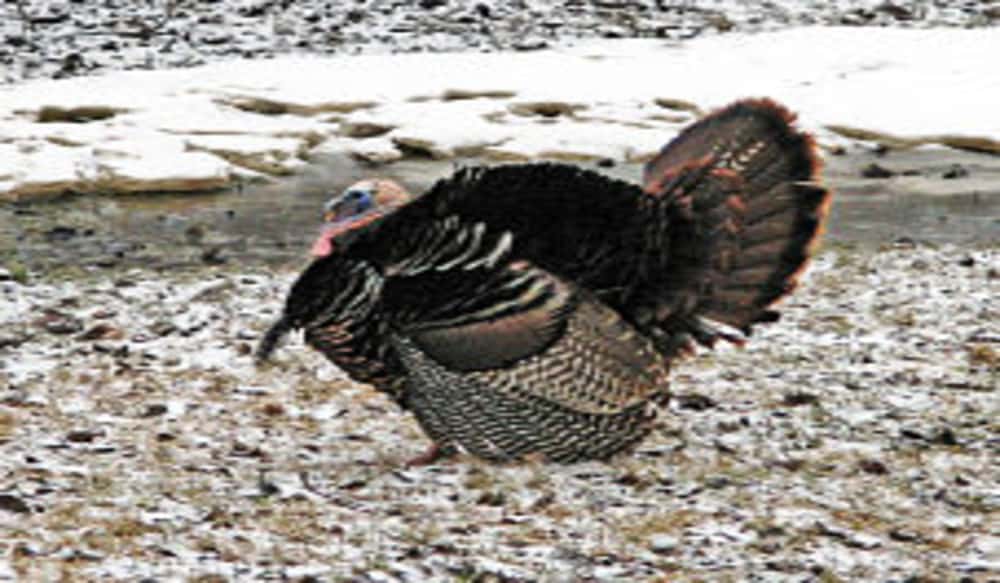 Spring turkey hunting tips outdoorhub