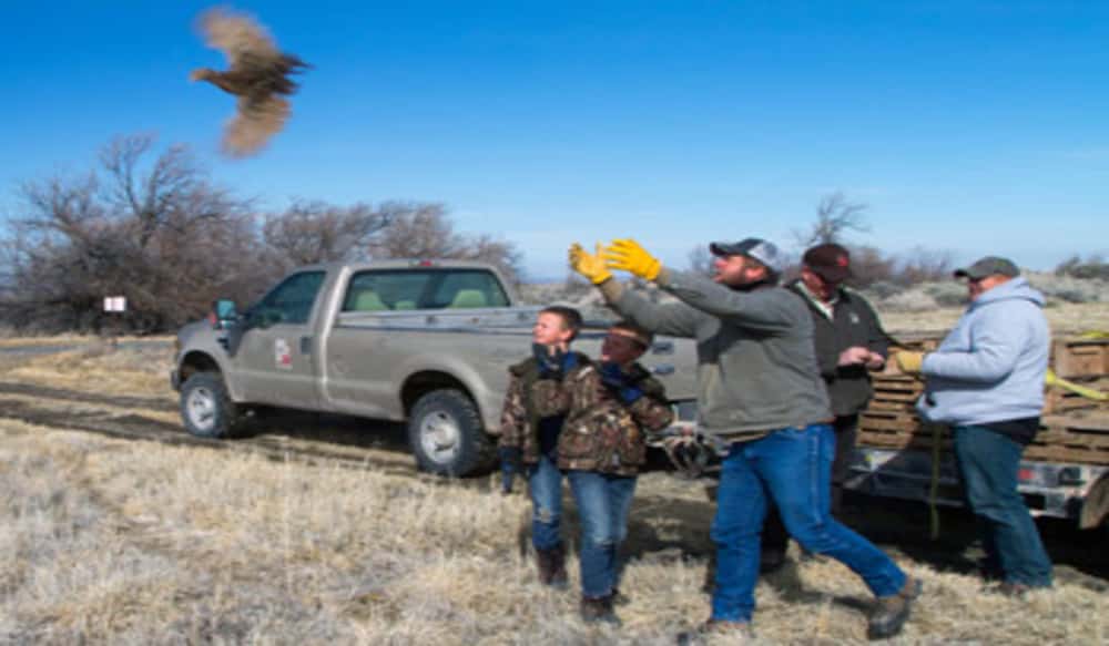 Pheasants Released in Three Utah Counties OutdoorHub