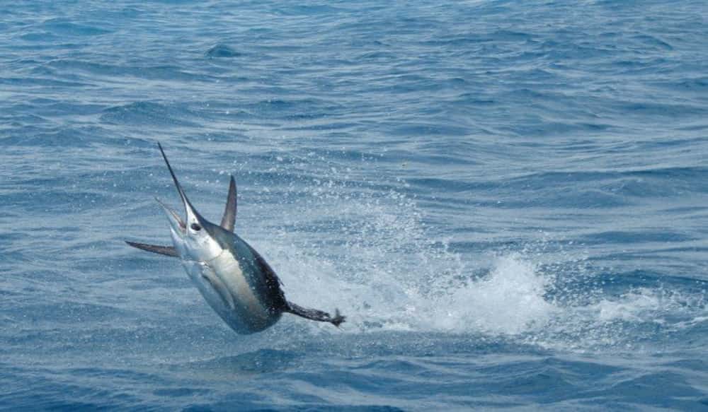 Kite Fishing Lands Kayak Angler a Sailfish OutdoorHub