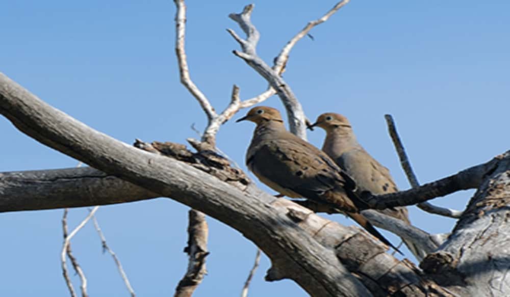 Utah Dove, Pigeon Hunt OutdoorHub