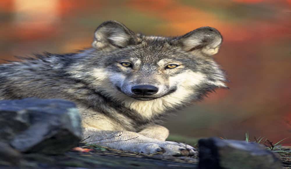 USFWS Prepares to Delist Gray Wolves in Lower 48 | OutdoorHub