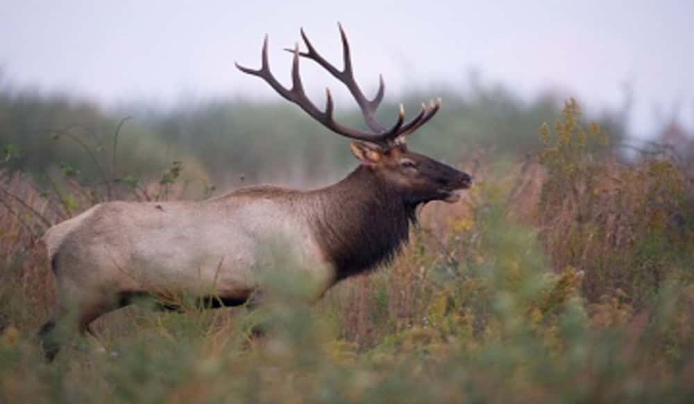 Kentucky Elk Drawing Results Available Online OutdoorHub