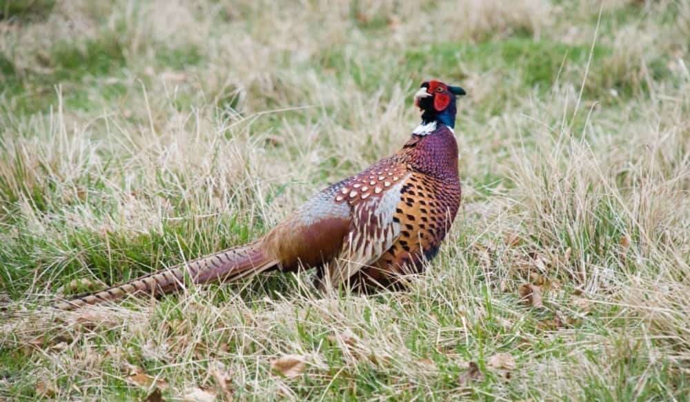 The 25 Best Bird Hunting Towns in America for 2013 | OutdoorHub
