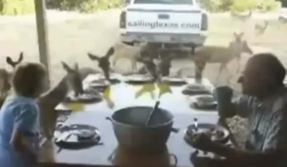 Video How to Bring Deer to the Dinner Table OutdoorHub