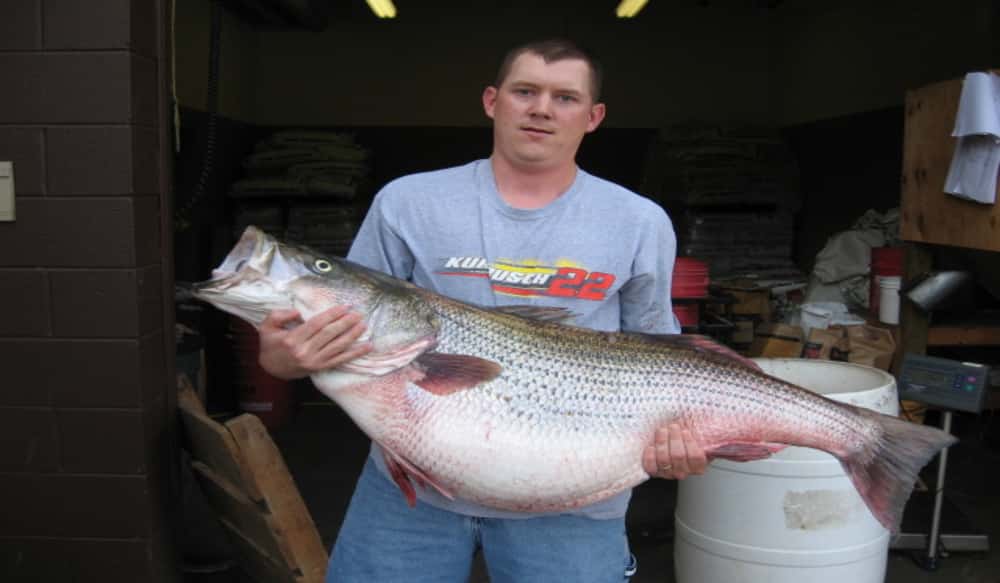 Striped bass stocking hatchery california - Fucking Pics bass hatchery Striped california stocking