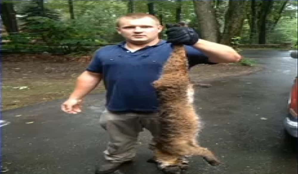 Bobcat Attacks Man, Takes Four Shots to Kill OutdoorHub