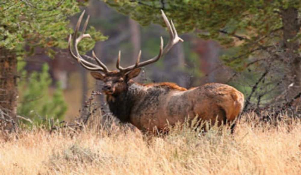 Get a Bull Elk Permit Starting June 27 in Utah OutdoorHub