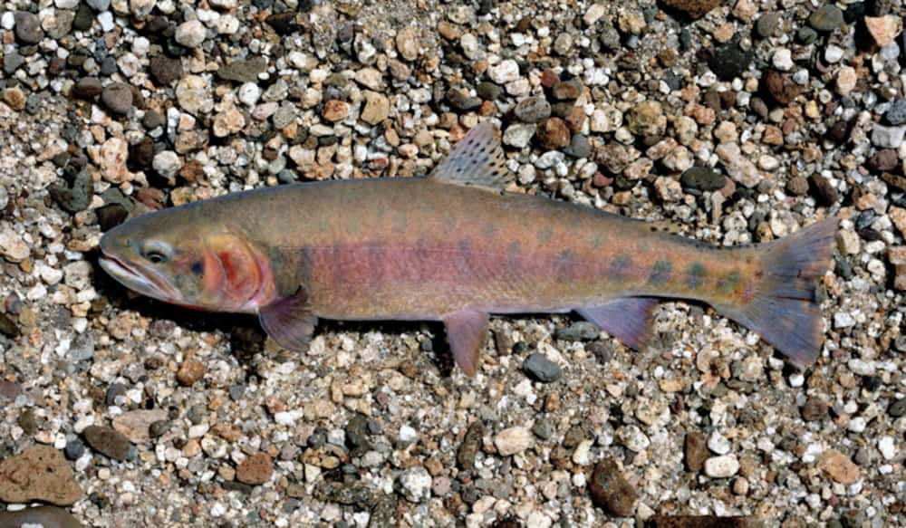 California Paiute Cutthroat Trout Restoration Begins This Summer OutdoorHub