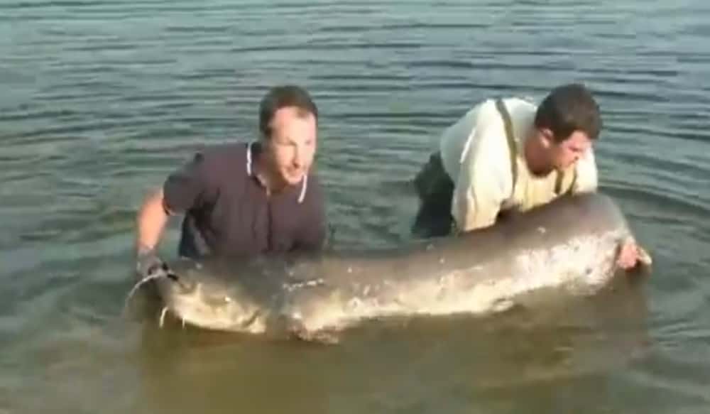 Video Eightfoot, 220pound Catfish Caught in Slovakia OutdoorHub