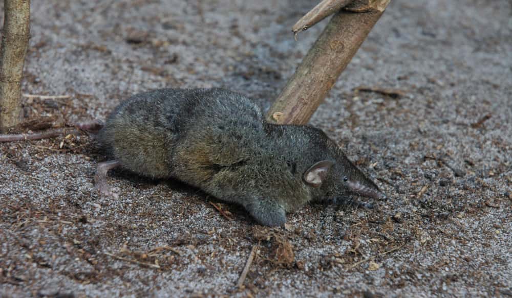 revelate shrew