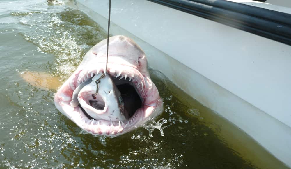 sharks eating cars