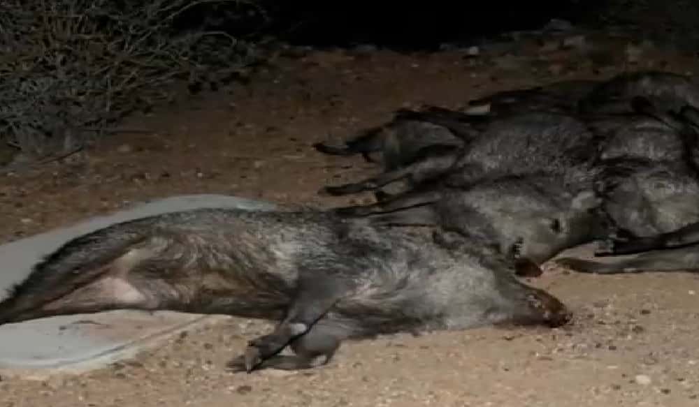Arizona Officials Find Javelina Herd Killed, Possibly by Car OutdoorHub