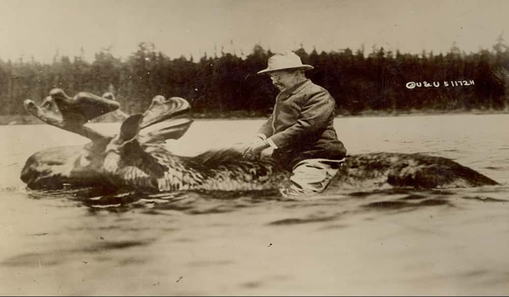 roosevelt riding a moose