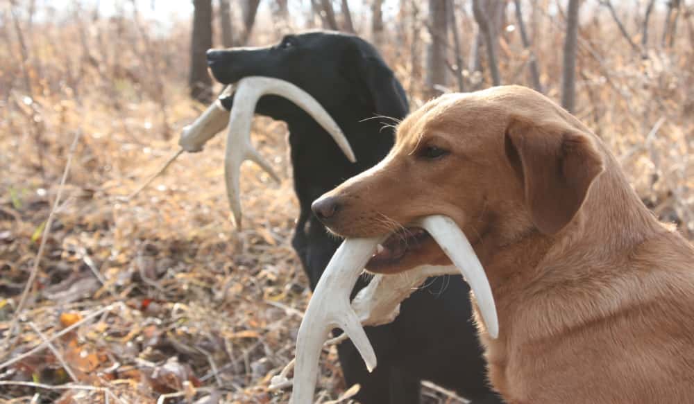 The Power Of The Dog Fin Explication Ten Easy Dog-handling Tips | OutdoorHub