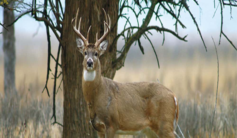 Kansas 2014 Firearm Deer Season Opens December 4 OutdoorHub