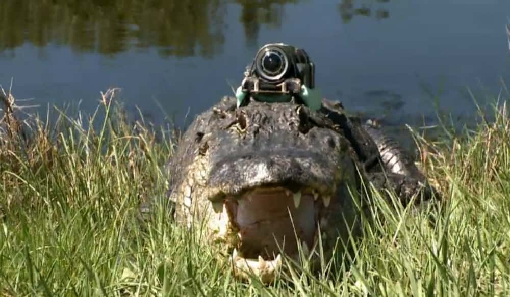 Crittercam Offers Look into the Hunting Habits of Alligators OutdoorHub