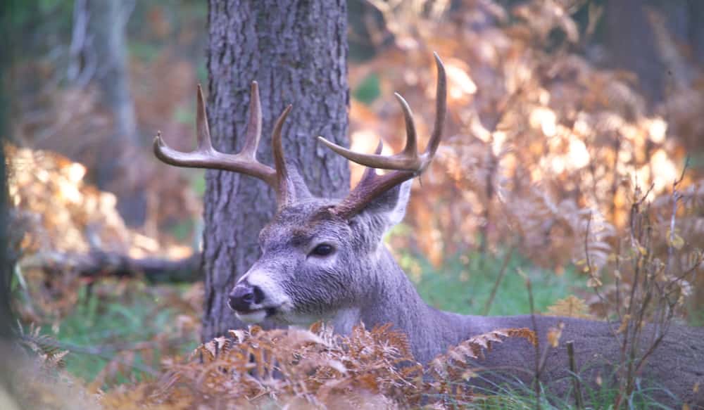 when does crossbow hunting start in new york state