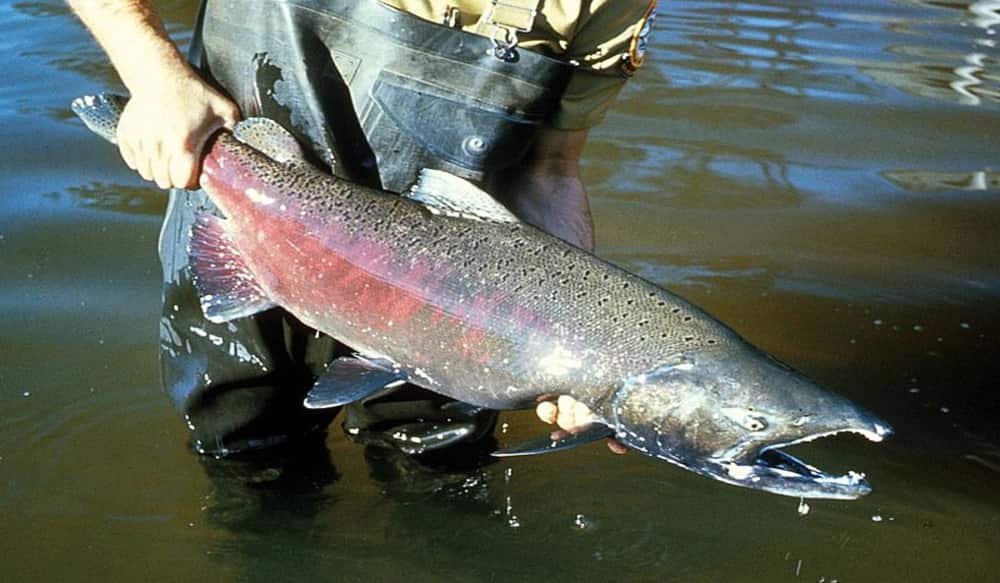 Massive Salmon Run Predicted for Columbia River, More Than 1.6 Million