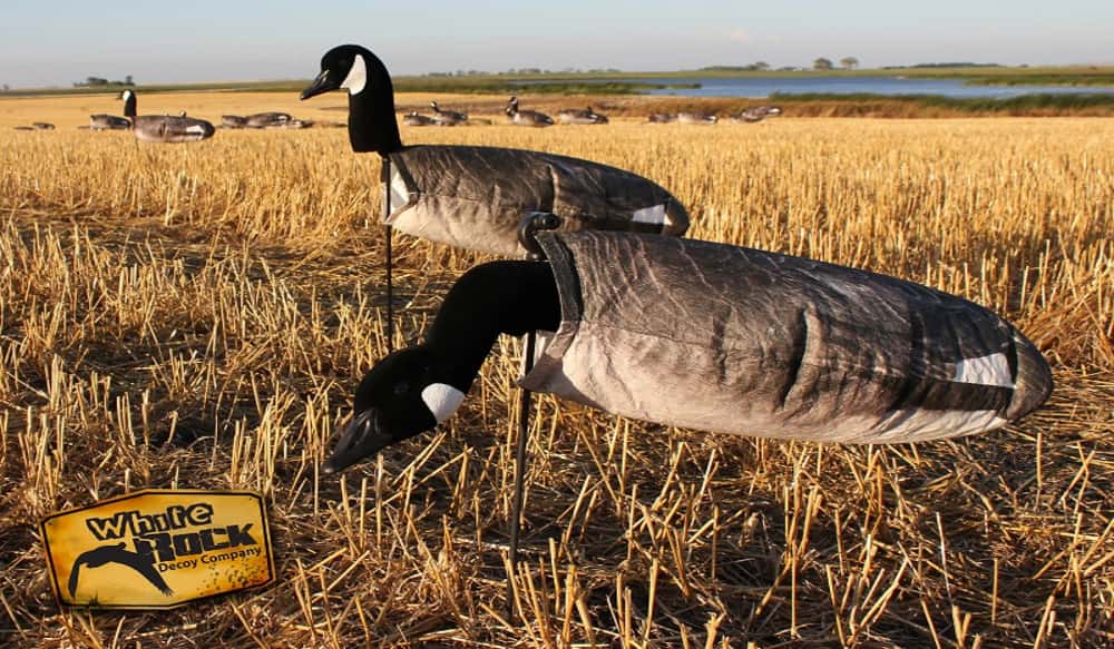 White Rock Launches New Canada Goose Decoys OutdoorHub