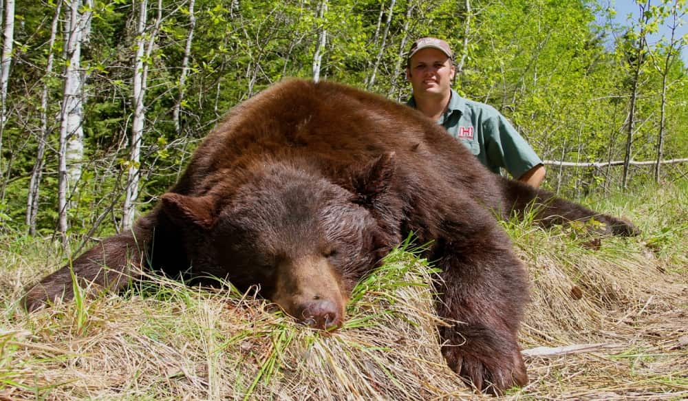 Three Great Options for Spring Bear Hunting OutdoorHub