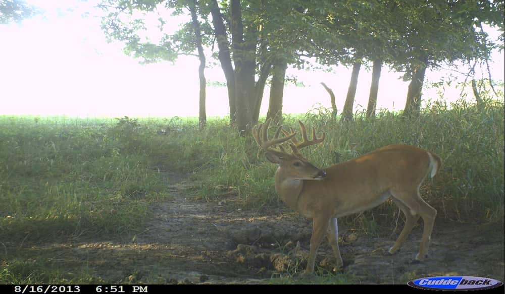 Improve Your Hunting With A Mineral Lick OutdoorHub