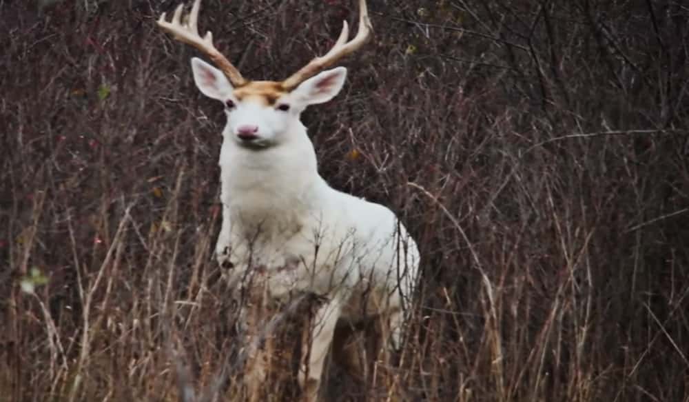 World's Largest White Deer Herd at Risk OutdoorHub