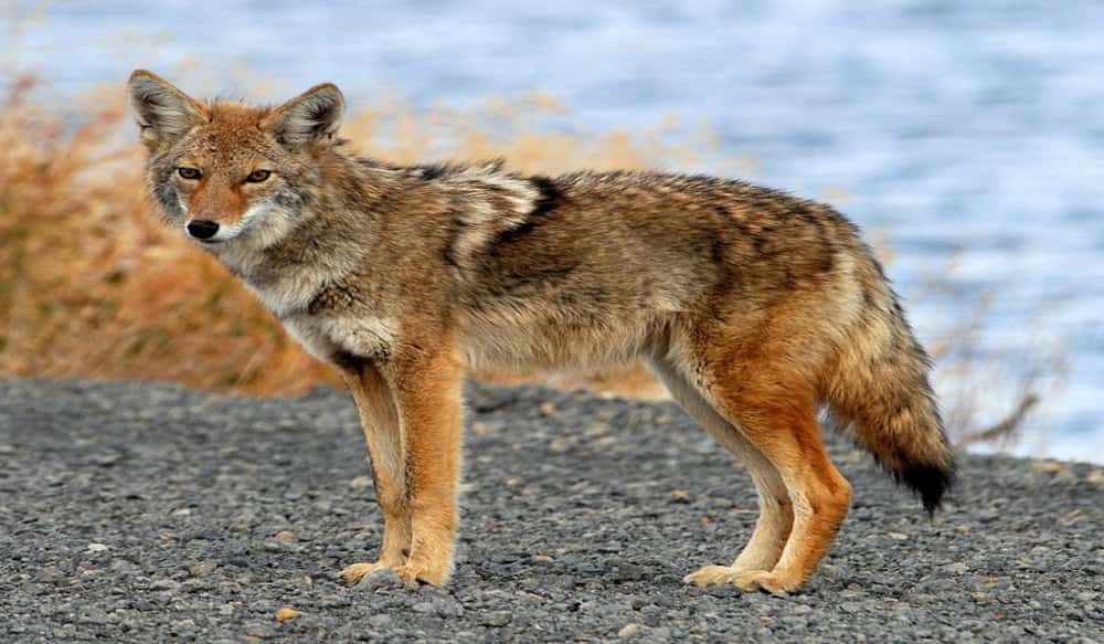 South Carolina Coyote Population Stabilizes at New High OutdoorHub