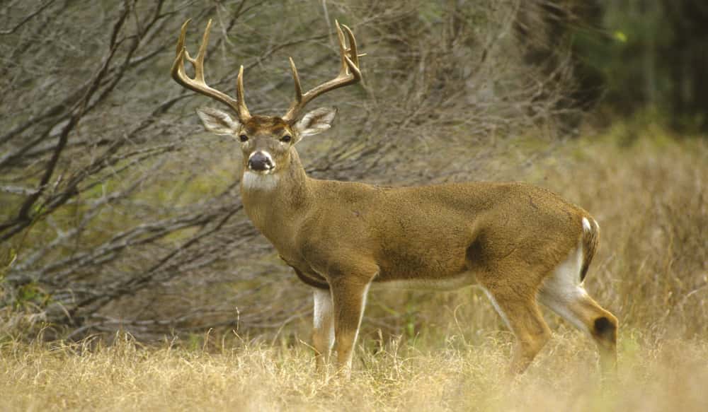 far roam mature deer How do far roam mature deer How do