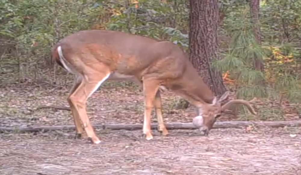 5 Strange Parasites That Infect Deer OutdoorHub