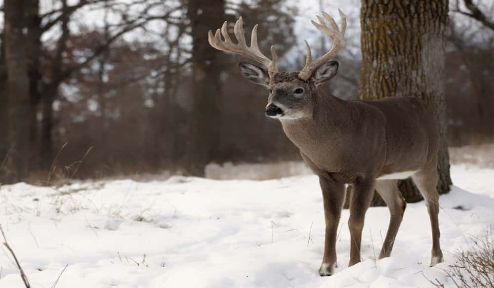 How to Bowhunt Last Minute Bucks OutdoorHub