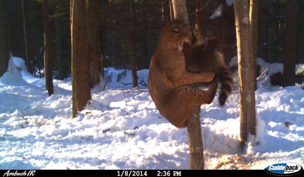 7 trail cam photos that prove nature is truly unforgiving 7 trail cam photos that prove nature is truly unforgiving