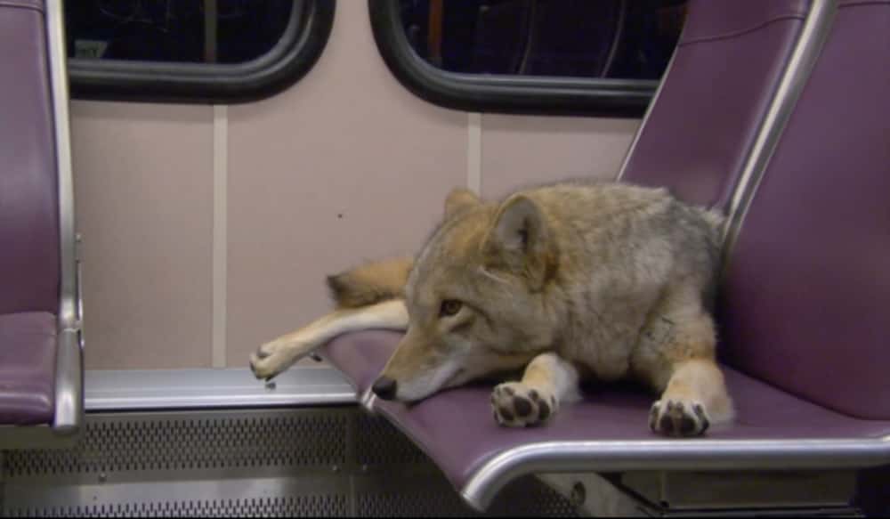 New Modest Mouse Video Inspired by a Real Train Riding Coyote OutdoorHub