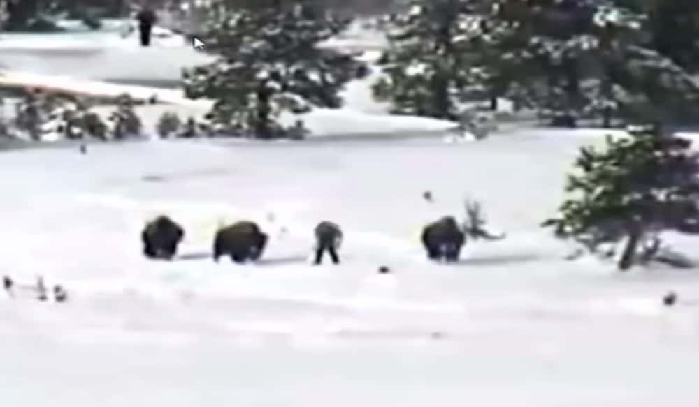 Video: Did This Camera Record a "Bigfoot Family" Hunting ...