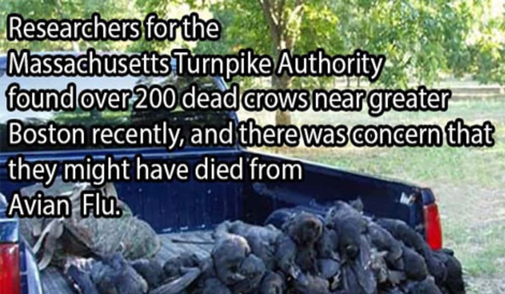 Joke of the Day Avian Flu is Nothing to Laugh At OutdoorHub