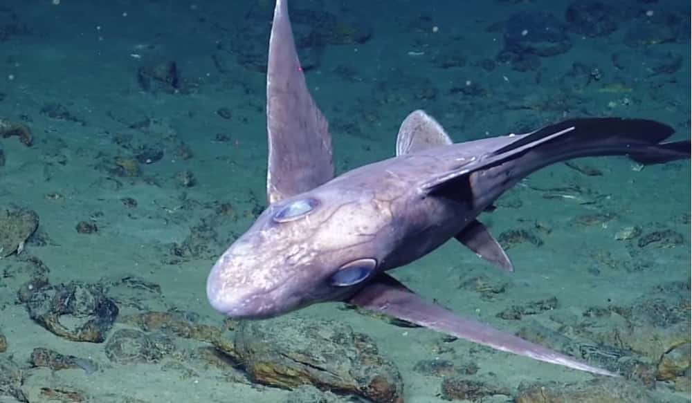 Video Elusive, Parasiteinfested "Ghost Shark" Spotted