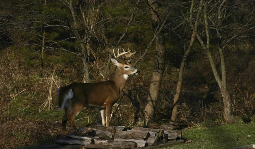 How to Get Your Deer Out of the Woods with Ease OutdoorHub