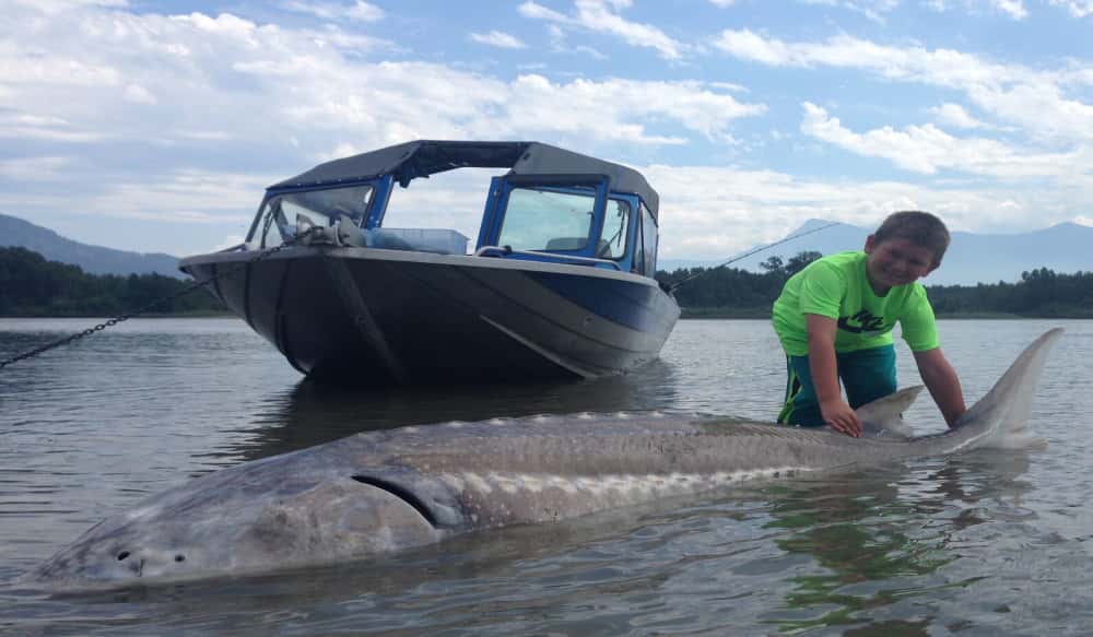 Nine year old angler lands massive 10 foot sturgeon outdoorhub