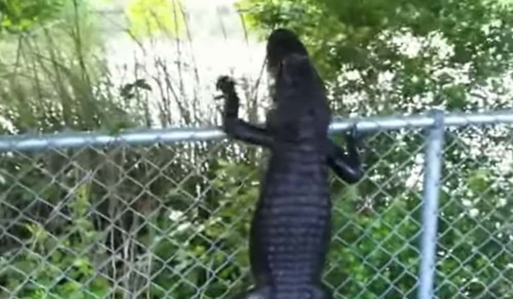 outward hound alligator
