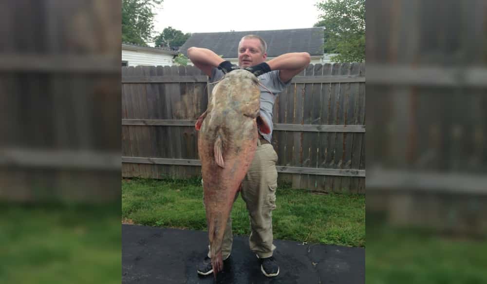 Illinois Angler Catches, Releases Potential State Record Flathead Catfish OutdoorHub