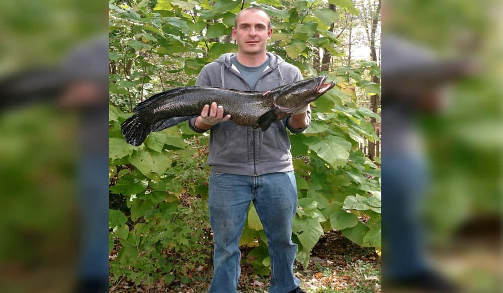 Maryland Bowfisherman Takes State Record Snakehead OutdoorHub