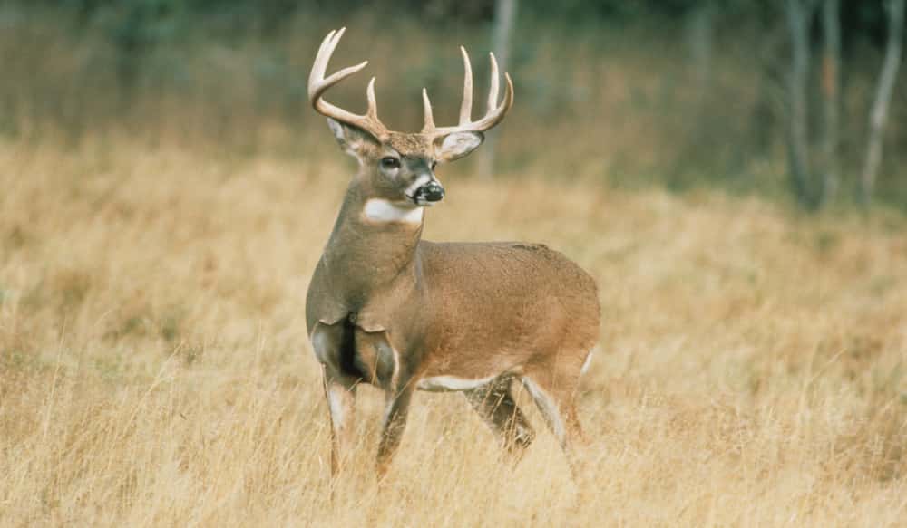 10 Things You Must Know About Deer Senses Outdoorhub