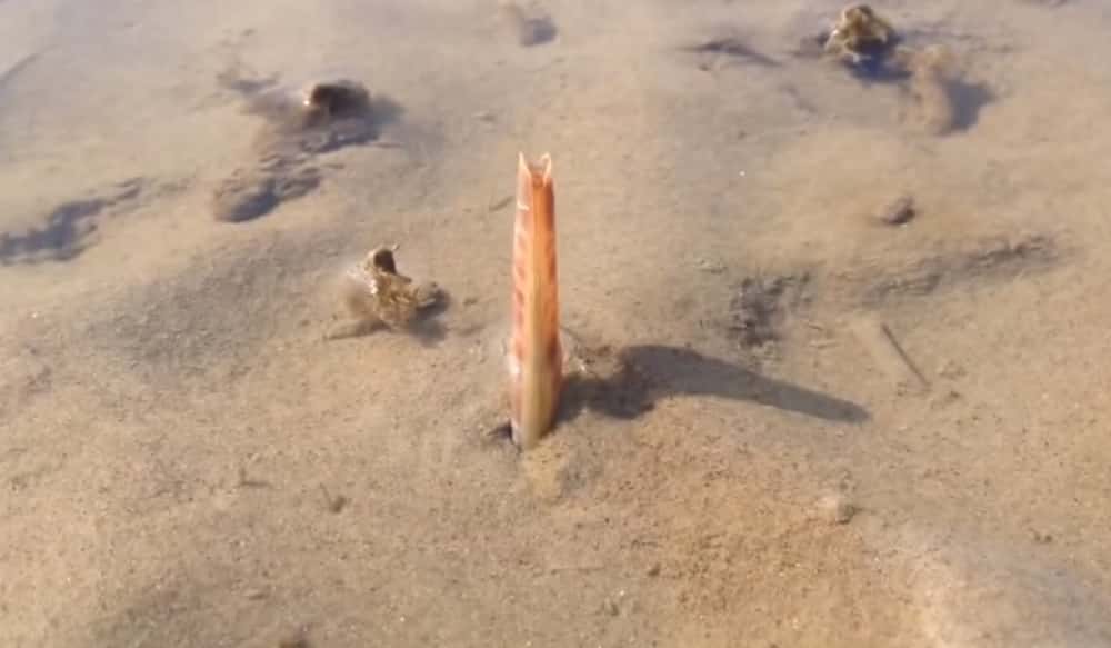 Video How Do Razor Clams Dig? OutdoorHub