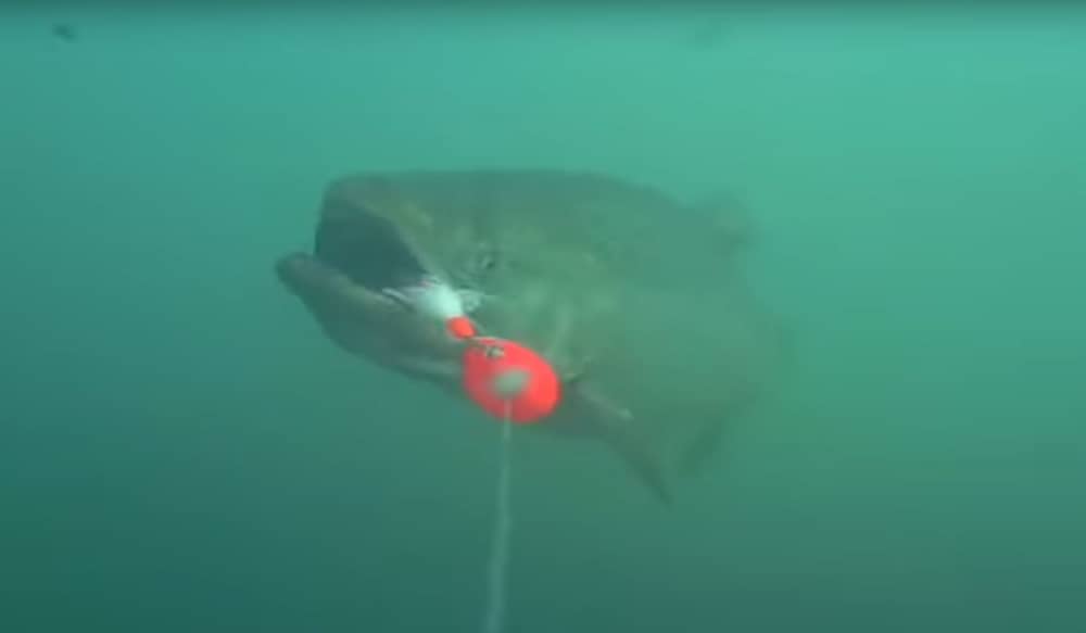 Video Underwater Footage of Salmon Chasing Inline Spinner OutdoorHub