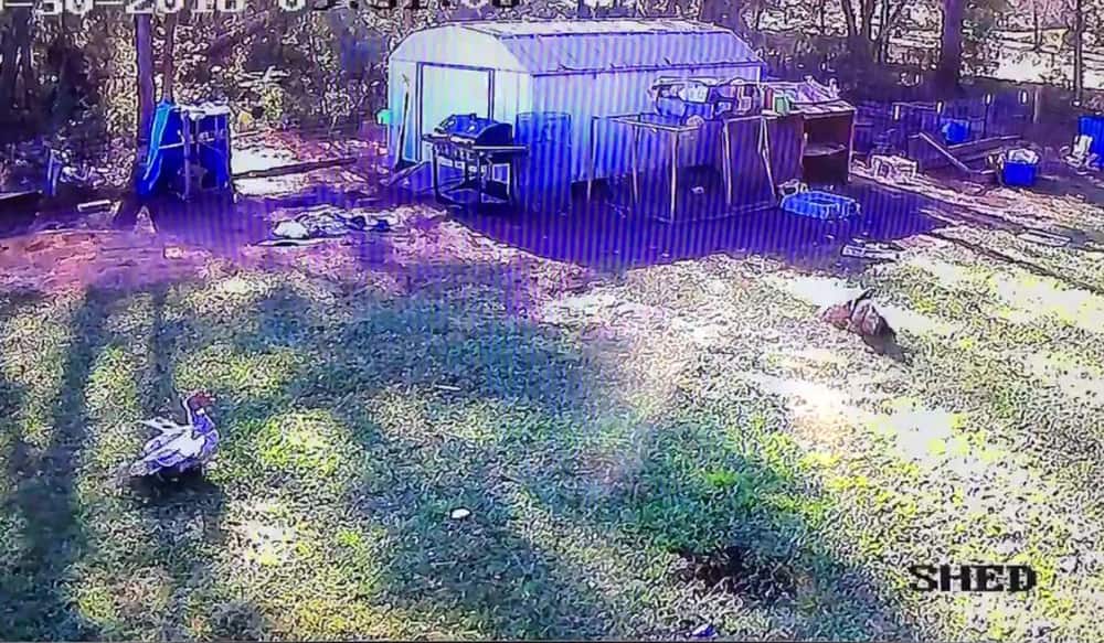 Video Super Duck Rescues Chicken from DiveBombing Hawk OutdoorHub