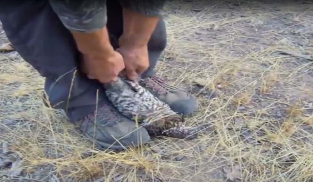Video This is ALMOST the Way to Field Dress a Grouse OutdoorHub