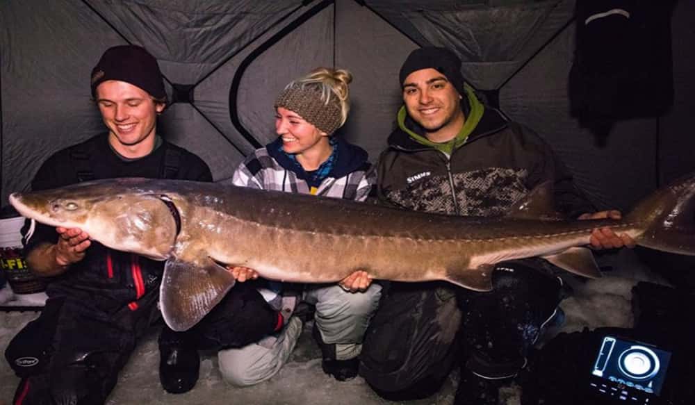Video Massive Lake Sturgeon Takes Over 2 Hours to Land OutdoorHub