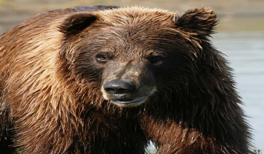 SCI Convention Spotlight: Bowhunting Brown Bears - at Night (Legally ...